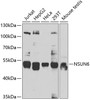 Western blot analysis of extracts of various cell lines, using NSUN6 antibody (22-782) at 1:1000 dilution.<br/>Secondary antibody: HRP Goat Anti-Rabbit IgG (H+L) at 1:10000 dilution.<br/>Lysates/proteins: 25ug per lane.<br/>Blocking buffer: 3% nonfat dry milk in TBST.<br/>Detection: ECL Basic Kit.<br/>Exposure time: 40s.