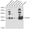 Western blot analysis of extracts of various cell lines, using PHYHD1 antibody (22-785) at 1:1000 dilution.<br/>Secondary antibody: HRP Goat Anti-Rabbit IgG (H+L) at 1:10000 dilution.<br/>Lysates/proteins: 25ug per lane.<br/>Blocking buffer: 3% nonfat dry milk in TBST.<br/>Detection: ECL Enhanced Kit.<br/>Exposure time: 90s.