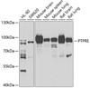 Western blot analysis of extracts of various cell lines, using PTPRE antibody (22-786) at 1:1000 dilution.<br/>Secondary antibody: HRP Goat Anti-Rabbit IgG (H+L) at 1:10000 dilution.<br/>Lysates/proteins: 25ug per lane.<br/>Blocking buffer: 3% nonfat dry milk in TBST.<br/>Detection: ECL Basic Kit.<br/>Exposure time: 90s.