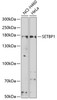 Western blot analysis of extracts of various cell lines, using SETBP1 antibody (22-788) at 1:1000 dilution.<br/>Secondary antibody: HRP Goat Anti-Rabbit IgG (H+L) at 1:10000 dilution.<br/>Lysates/proteins: 25ug per lane.<br/>Blocking buffer: 3% nonfat dry milk in TBST.<br/>Detection: ECL Basic Kit.<br/>Exposure time: 90s.