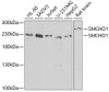 Western blot analysis of extracts of various cell lines, using SMCHD1 antibody (22-790) at 1:1000 dilution.<br/>Secondary antibody: HRP Goat Anti-Rabbit IgG (H+L) at 1:10000 dilution.<br/>Lysates/proteins: 25ug per lane.<br/>Blocking buffer: 3% nonfat dry milk in TBST.<br/>Detection: ECL Basic Kit.<br/>Exposure time: 30s.