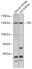 Western blot analysis of extracts of various cell lines, using TEK antibody (22-794) at 1:1000 dilution.<br/>Secondary antibody: HRP Goat Anti-Rabbit IgG (H+L) at 1:10000 dilution.<br/>Lysates/proteins: 25ug per lane.<br/>Blocking buffer: 3% nonfat dry milk in TBST.<br/>Detection: ECL Basic Kit.<br/>Exposure time: 90s.