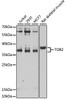 Western blot analysis of extracts of various cell lines, using TOB2 antibody (22-795) at 1:1000 dilution.<br/>Secondary antibody: HRP Goat Anti-Rabbit IgG (H+L) at 1:10000 dilution.<br/>Lysates/proteins: 25ug per lane.<br/>Blocking buffer: 3% nonfat dry milk in TBST.<br/>Detection: ECL Enhanced Kit.<br/>Exposure time: 30s.