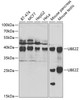 Western blot analysis of extracts of various cell lines, using UBE2Z antibody (22-796) at 1:1000 dilution.<br/>Secondary antibody: HRP Goat Anti-Rabbit IgG (H+L) at 1:10000 dilution.<br/>Lysates/proteins: 25ug per lane.<br/>Blocking buffer: 3% nonfat dry milk in TBST.<br/>Detection: ECL Basic Kit.<br/>Exposure time: 90s.