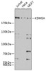 Western blot analysis of extracts of various cell lines, using KDM5A antibody (22-804) at 1:500 dilution._Secondary antibody: HRP Goat Anti-Rabbit IgG (H+L) at 1:10000 dilution._Lysates/proteins: 25ug per lane._Blocking buffer: 3% nonfat dry milk in TBST._Detection: ECL Enhanced Kit._Exposure time: 60s.