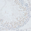 Immunohistochemistry of paraffin-embedded rat testis using DNMT3B antibody (22-805) at dilution of 1:100 (40x lens) .