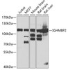 Western blot analysis of extracts of various cell lines, using IGHMBP2 antibody (22-806) at 1:1000 dilution.<br/>Secondary antibody: HRP Goat Anti-Rabbit IgG (H+L) at 1:10000 dilution.<br/>Lysates/proteins: 25ug per lane.<br/>Blocking buffer: 3% nonfat dry milk in TBST.<br/>Detection: ECL Basic Kit.<br/>Exposure time: 10s.