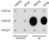 Dot-blot analysis of all sorts of methylation peptides using Acetyl-Histone H3-K18 antibody (22-816) at 1:1000 dilution.