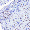 Immunohistochemistry of paraffin-embedded rat ovary using H4K8ac antibody (22-817) at dilution of 1:100 (40x lens) .