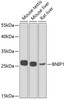 Western blot analysis of extracts of various cell lines, using BNIP1 Antibody (22-821) at 1:1000 dilution.<br/>Secondary antibody: HRP Goat Anti-Rabbit IgG (H+L) at 1:10000 dilution.<br/>Lysates/proteins: 25ug per lane.<br/>Blocking buffer: 3% nonfat dry milk in TBST.<br/>Detection: ECL Enhanced Kit.<br/>Exposure time: 90s.