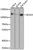 Western blot analysis of extracts of various cell lines, using BCAS3 antibody (22-827) at 1:1000 dilution.<br/>Secondary antibody: HRP Goat Anti-Rabbit IgG (H+L) at 1:10000 dilution.<br/>Lysates/proteins: 25ug per lane.<br/>Blocking buffer: 3% nonfat dry milk in TBST.<br/>Detection: ECL Basic Kit.<br/>Exposure time: 90s.