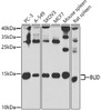 Western blot analysis of extracts of various cell lines, using BLID antibody (22-828) at 1:1000 dilution.<br/>Secondary antibody: HRP Goat Anti-Rabbit IgG (H+L) at 1:10000 dilution.<br/>Lysates/proteins: 25ug per lane.<br/>Blocking buffer: 3% nonfat dry milk in TBST.<br/>Detection: ECL Enhanced Kit.<br/>Exposure time: 90s.