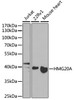 Western blot analysis of extracts of various cell lines, using HMG20A antibody (22-836) at 1:1000 dilution.<br/>Secondary antibody: HRP Goat Anti-Rabbit IgG (H+L) at 1:10000 dilution.<br/>Lysates/proteins: 25ug per lane.<br/>Blocking buffer: 3% nonfat dry milk in TBST.<br/>Detection: ECL Basic Kit.<br/>Exposure time: 90s.