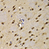 Immunohistochemistry of paraffin-embedded mouse brain using HMG20A antibody (22-836) at dilution of 1:100 (40x lens) .