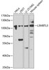 Western blot analysis of extracts of various cell lines, using L3MBTL3 antibody (22-838) at 1:1000 dilution._Secondary antibody: HRP Goat Anti-Rabbit IgG (H+L) at 1:10000 dilution._Lysates/proteins: 25ug per lane._Blocking buffer: 3% nonfat dry milk in TBST._Detection: ECL Enhanced Kit._Exposure time: 30s.