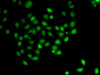 Immunofluorescence analysis of A-549 cells using PDCD5 antibody (22-844) .