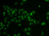 Immunofluorescence analysis of A-549 cells using POU6F1 antibody (22-845) .