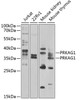 Western blot analysis of extracts of various cell lines, using PRKAG1 antibody (22-846) at 1:1000 dilution._Secondary antibody: HRP Goat Anti-Rabbit IgG (H+L) at 1:10000 dilution._Lysates/proteins: 25ug per lane._Blocking buffer: 3% nonfat dry milk in TBST._Detection: ECL Enhanced Kit._Exposure time: 60s.