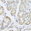 Immunohistochemistry of paraffin-embedded human stomach using PRKAG1 antibody (22-846) at dilution of 1:100 (40x lens) .