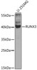 Western blot analysis of extracts of U-251MG cells, using RUNX3 antibody (22-848) at 1:1000 dilution.<br/>Secondary antibody: HRP Goat Anti-Rabbit IgG (H+L) at 1:10000 dilution.<br/>Lysates/proteins: 25ug per lane.<br/>Blocking buffer: 3% nonfat dry milk in TBST.<br/>Detection: ECL Enhanced Kit.<br/>Exposure time: 30s.