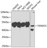 Western blot analysis of extracts of various cell lines, using TXNDC5 antibody (22-857) at 1:1000 dilution.<br/>Secondary antibody: HRP Goat Anti-Rabbit IgG (H+L) at 1:10000 dilution.<br/>Lysates/proteins: 25ug per lane.<br/>Blocking buffer: 3% nonfat dry milk in TBST.<br/>Detection: ECL Basic Kit.<br/>Exposure time: 90s.