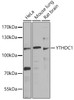 Western blot analysis of extracts of various cell lines, using YTHDC1 antibody (22-860) at 1:1000 dilution.<br/>Secondary antibody: HRP Goat Anti-Rabbit IgG (H+L) at 1:10000 dilution.<br/>Lysates/proteins: 25ug per lane.<br/>Blocking buffer: 3% nonfat dry milk in TBST.<br/>Detection: ECL Enhanced Kit.<br/>Exposure time: 90s.