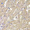 Immunohistochemistry of paraffin-embedded rat heart using MPI antibody (22-861) at dilution of 1:100 (40x lens) .