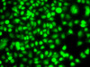 Immunofluorescence analysis of A549 cells using ETS2 antibody (22-867) .