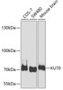 Western blot analysis of extracts of various cell lines, using KU70 antibody (22-868) at 1:1000 dilution.<br/>Secondary antibody: HRP Goat Anti-Rabbit IgG (H+L) at 1:10000 dilution.<br/>Lysates/proteins: 25ug per lane.<br/>Blocking buffer: 3% nonfat dry milk in TBST.<br/>Detection: ECL Basic Kit.<br/>Exposure time: 60s.
