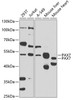 Western blot analysis of extracts of various cell lines, using PAX7 antibody (22-870) at 1:1000 dilution._Secondary antibody: HRP Goat Anti-Rabbit IgG (H+L) at 1:10000 dilution._Lysates/proteins: 25ug per lane._Blocking buffer: 3% nonfat dry milk in TBST._Detection: ECL Enhanced Kit._Exposure time: 90s.