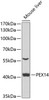 Western blot analysis of extracts of mouse liver, using PEX14 antibody (22-871) at 1:1000 dilution._Secondary antibody: HRP Goat Anti-Rabbit IgG (H+L) at 1:10000 dilution._Lysates/proteins: 25ug per lane._Blocking buffer: 3% nonfat dry milk in TBST._Detection: ECL Enhanced Kit._Exposure time: 90s.