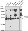 Western blot analysis of extracts of various cell lines, using PSMB8 antibody (22-875) at 1:1000 dilution.<br/>Secondary antibody: HRP Goat Anti-Rabbit IgG (H+L) at 1:10000 dilution.<br/>Lysates/proteins: 25ug per lane.<br/>Blocking buffer: 3% nonfat dry milk in TBST.<br/>Detection: ECL Basic Kit.<br/>Exposure time: 90s.