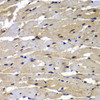 Immunohistochemistry of paraffin-embedded rat heart using PSMB8 antibody (22-875) at dilution of 1:100 (40x lens) .