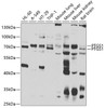 Western blot analysis of extracts of various cell lines, using PTGS1 antibody (22-876) at 1:1000 dilution._Secondary antibody: HRP Goat Anti-Rabbit IgG (H+L) at 1:10000 dilution._Lysates/proteins: 25ug per lane._Blocking buffer: 3% nonfat dry milk in TBST._Detection: ECL Enhanced Kit._Exposure time: 15s.