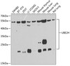 Western blot analysis of extracts of various cell lines, using UBE2H antibody (22-879) at 1:1000 dilution.<br/>Secondary antibody: HRP Goat Anti-Rabbit IgG (H+L) at 1:10000 dilution.<br/>Lysates/proteins: 25ug per lane.<br/>Blocking buffer: 3% nonfat dry milk in TBST.<br/>Detection: ECL Basic Kit.<br/>Exposure time: 90s.