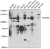 Western blot analysis of extracts of various cell lines, using MAP4K3 antibody (22-884) at 1:1000 dilution.<br/>Secondary antibody: HRP Goat Anti-Rabbit IgG (H+L) at 1:10000 dilution.<br/>Lysates/proteins: 25ug per lane.<br/>Blocking buffer: 3% nonfat dry milk in TBST.<br/>Detection: ECL Basic Kit.<br/>Exposure time: 90s.