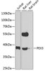 Western blot analysis of extracts of various cell lines, using PEX3 antibody (22-885) at 1:1000 dilution._Secondary antibody: HRP Goat Anti-Rabbit IgG (H+L) at 1:10000 dilution._Lysates/proteins: 25ug per lane._Blocking buffer: 3% nonfat dry milk in TBST._Detection: ECL Enhanced Kit._Exposure time: 90s.