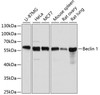 Western blot analysis of extracts of various cell lines, using Beclin 1 antibody (22-886) at 1:1000 dilution.<br/>Secondary antibody: HRP Goat Anti-Rabbit IgG (H+L) at 1:10000 dilution.<br/>Lysates/proteins: 25ug per lane.<br/>Blocking buffer: 3% nonfat dry milk in TBST.<br/>Detection: ECL Basic Kit.<br/>Exposure time: 5s.