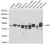 Western blot analysis of extracts of various cell lines, using LHX6 antibody (22-891) at 1:1000 dilution._Secondary antibody: HRP Goat Anti-Rabbit IgG (H+L) at 1:10000 dilution._Lysates/proteins: 25ug per lane._Blocking buffer: 3% nonfat dry milk in TBST._Detection: ECL Enhanced Kit._Exposure time: 90s.