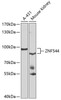 Western blot analysis of extracts of various cell lines, using ZNF544 antibody (22-892) at 1:1000 dilution.<br/>Secondary antibody: HRP Goat Anti-Rabbit IgG (H+L) at 1:10000 dilution.<br/>Lysates/proteins: 25ug per lane.<br/>Blocking buffer: 3% nonfat dry milk in TBST.<br/>Detection: ECL Enhanced Kit.<br/>Exposure time: 90s.