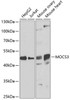 Western blot analysis of extracts of various cell lines, using MOCS3 antibody (22-893) at 1:1000 dilution.<br/>Secondary antibody: HRP Goat Anti-Rabbit IgG (H+L) at 1:10000 dilution.<br/>Lysates/proteins: 25ug per lane.<br/>Blocking buffer: 3% nonfat dry milk in TBST.<br/>Detection: ECL Basic Kit.<br/>Exposure time: 90s.