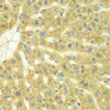 Immunohistochemistry of paraffin-embedded rat liver using ADCK3 antibody (22-901) at dilution of 1:100 (40x lens) .