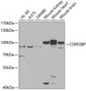 Western blot analysis of extracts of various cell lines, using CSRP2BP antibody (22-903) at 1:1000 dilution._Secondary antibody: HRP Goat Anti-Rabbit IgG (H+L) at 1:10000 dilution._Lysates/proteins: 25ug per lane._Blocking buffer: 3% nonfat dry milk in TBST._Detection: ECL Enhanced Kit._Exposure time: 90s.