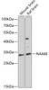 Western blot analysis of extracts of various cell lines, using NAA60 antibody (22-906) at 1:1000 dilution._Secondary antibody: HRP Goat Anti-Rabbit IgG (H+L) at 1:10000 dilution._Lysates/proteins: 25ug per lane._Blocking buffer: 3% nonfat dry milk in TBST._Detection: ECL Enhanced Kit._Exposure time: 90s.