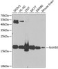 Western blot analysis of extracts of various cell lines, using NAA50 antibody (22-907) at 1:1000 dilution.<br/>Secondary antibody: HRP Goat Anti-Rabbit IgG (H+L) at 1:10000 dilution.<br/>Lysates/proteins: 25ug per lane.<br/>Blocking buffer: 3% nonfat dry milk in TBST.<br/>Detection: ECL Enhanced Kit.<br/>Exposure time: 90s.