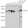 Western blot analysis of extracts of various cell lines, using PDCD2L antibody (22-911) at 1:500 dilution.<br/>Secondary antibody: HRP Goat Anti-Rabbit IgG (H+L) at 1:10000 dilution.<br/>Lysates/proteins: 25ug per lane.<br/>Blocking buffer: 3% nonfat dry milk in TBST.<br/>Detection: ECL Basic Kit.<br/>Exposure time: 90s.