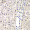 Immunohistochemistry of paraffin-embedded rat liver using DTX2 antibody (22-913) at dilution of 1:100 (40x lens) .