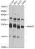 Western blot analysis of extracts of various cell lines, using N6AMT2 antibody (22-918) at 1:1000 dilution.<br/>Secondary antibody: HRP Goat Anti-Rabbit IgG (H+L) at 1:10000 dilution.<br/>Lysates/proteins: 25ug per lane.<br/>Blocking buffer: 3% nonfat dry milk in TBST.<br/>Detection: ECL Basic Kit.<br/>Exposure time: 10s.