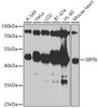 Western blot analysis of extracts of various cell lines, using SIRT6 antibody (22-923) at 1:1000 dilution.<br/>Secondary antibody: HRP Goat Anti-Rabbit IgG (H+L) at 1:10000 dilution.<br/>Lysates/proteins: 25ug per lane.<br/>Blocking buffer: 3% nonfat dry milk in TBST.<br/>Detection: ECL Basic Kit.<br/>Exposure time: 60s.