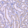Immunohistochemistry of paraffin-embedded rat kidney using ACAA1 antibody (22-925) at dilution of 1:100 (40x lens) .